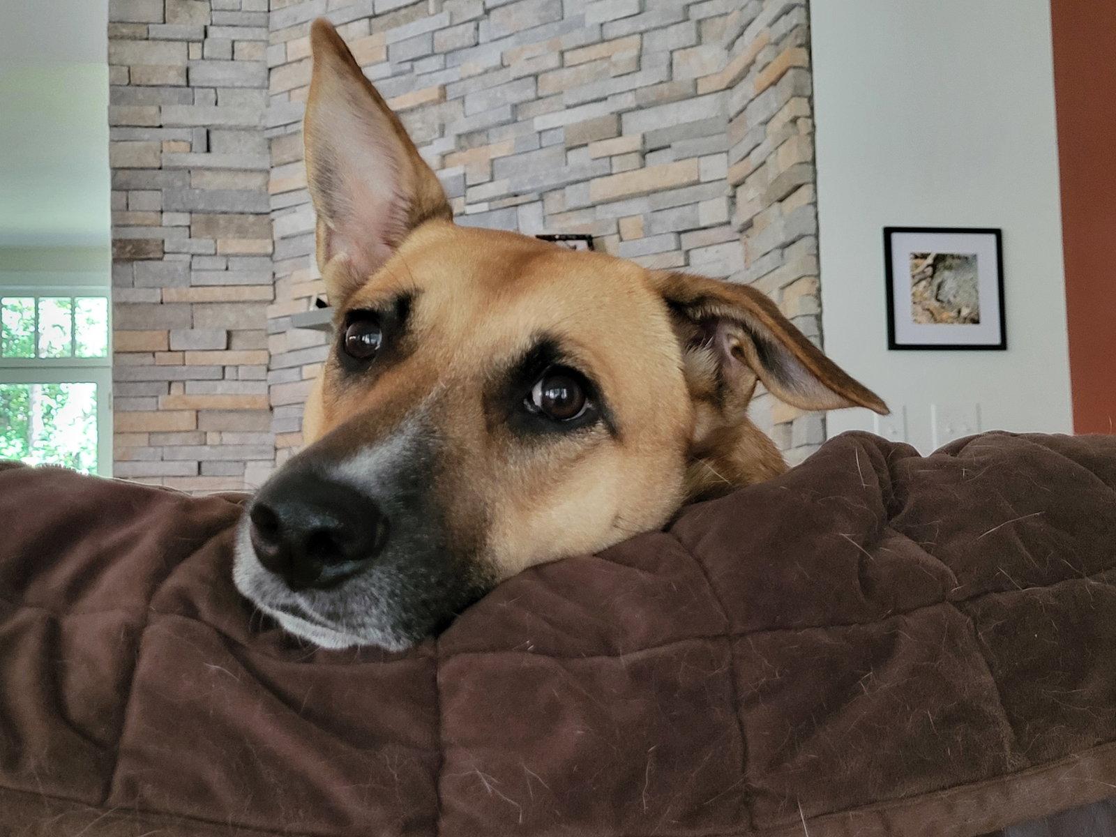 Winnie, Adoptable, Adult Female Shepherd & Hound.