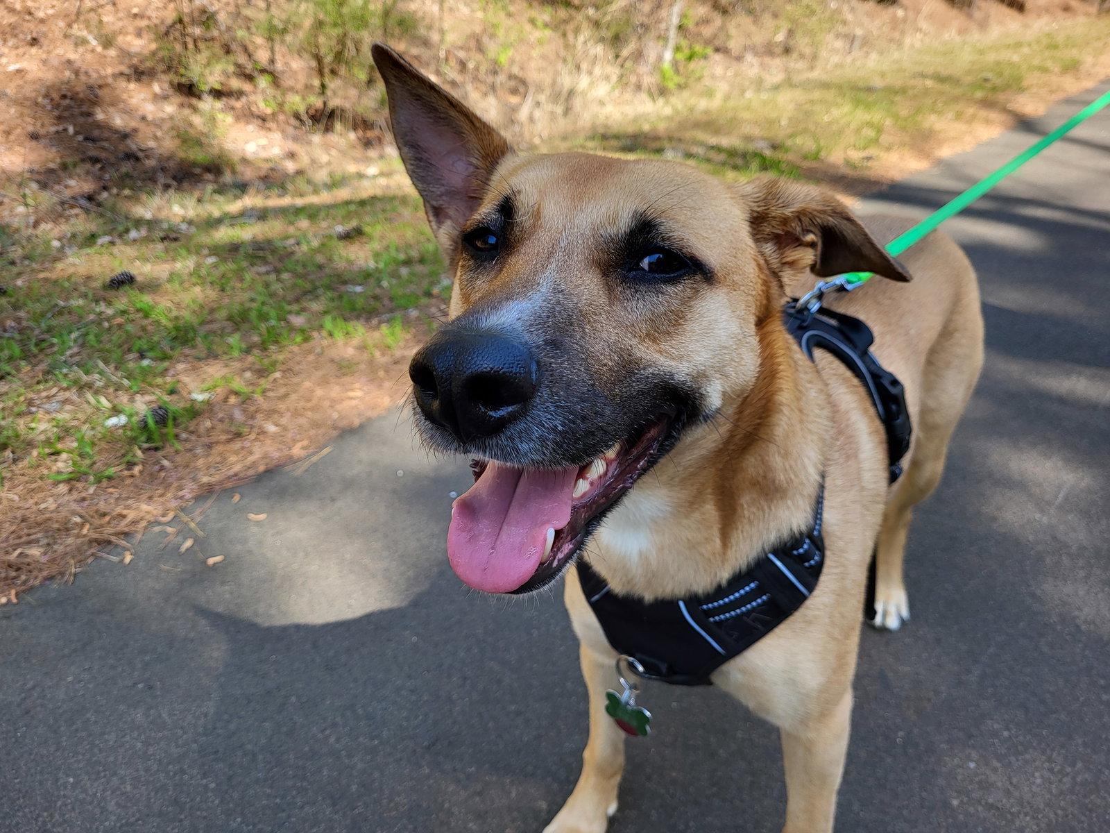 Winnie, Adoptable, Adult Female Shepherd & Hound.