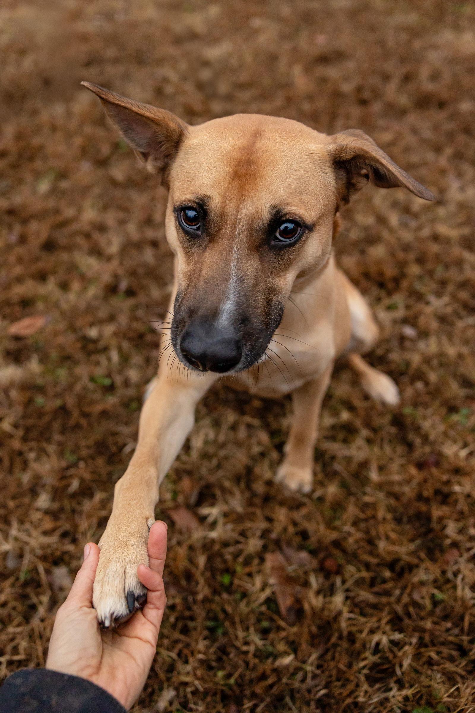 Enlarge Winnie, a Adoptable mixed breed in Cary, NC image 2/3