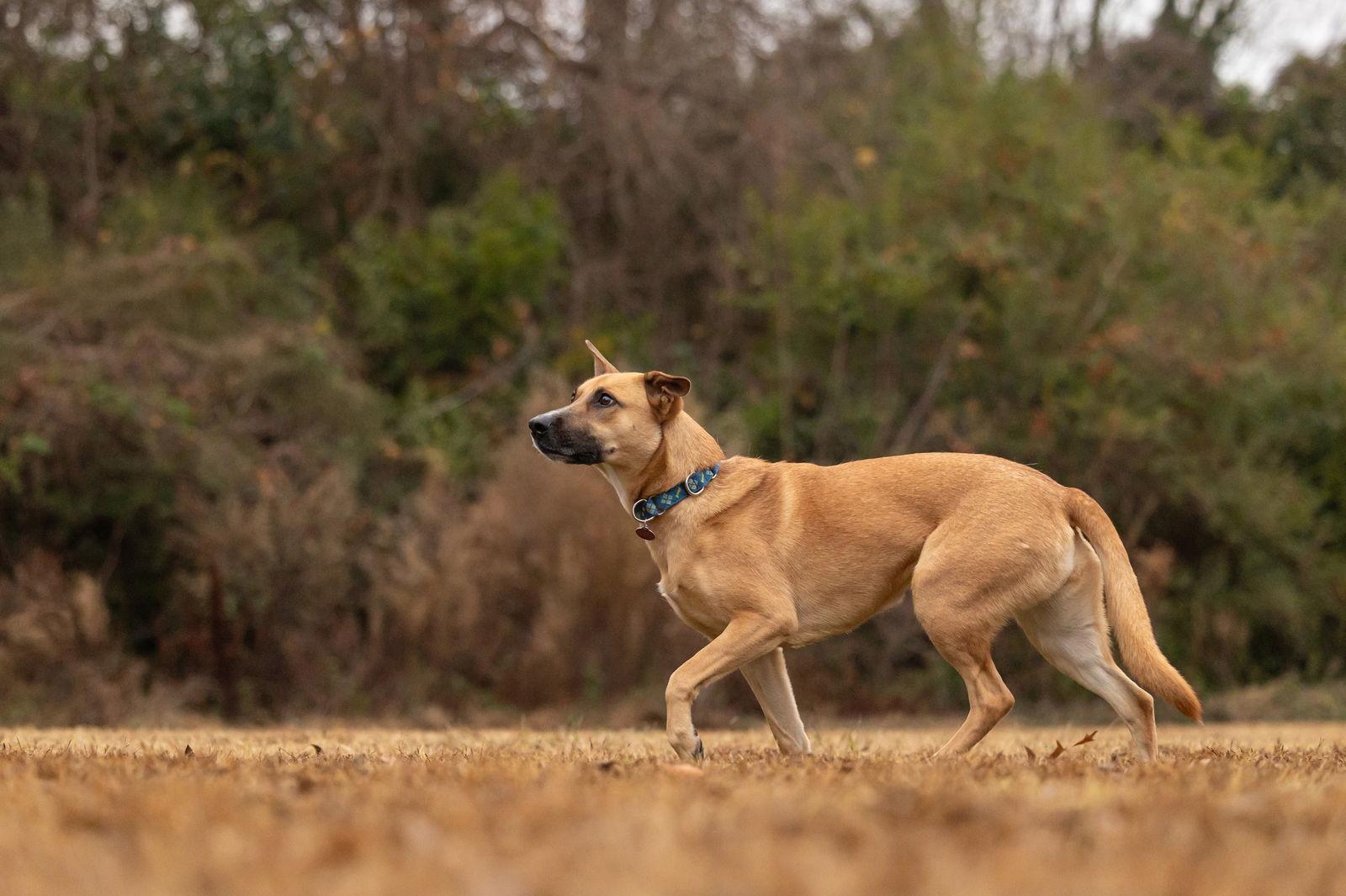 Enlarge Winnie, a Adoptable mixed breed in Cary, NC image 3/3