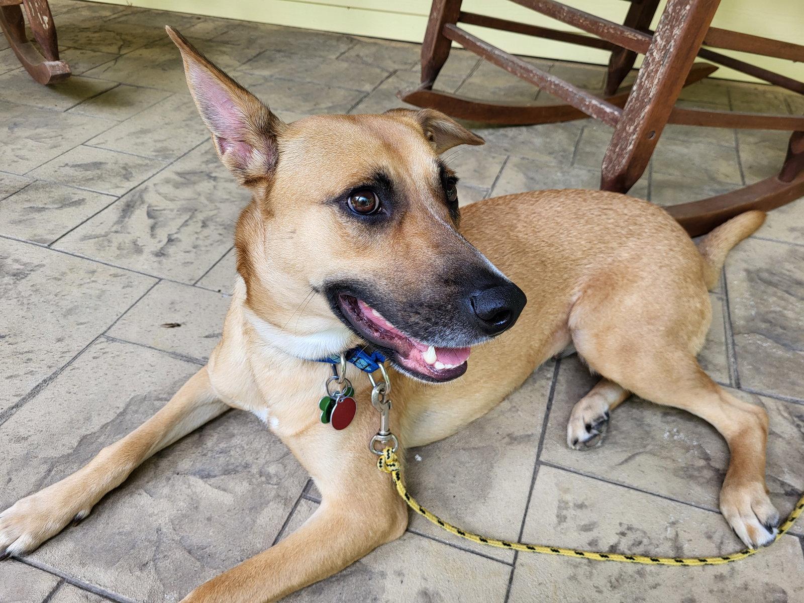 Enlarge Winnie, a Adoptable mixed breed in Cary, NC image 3/3
