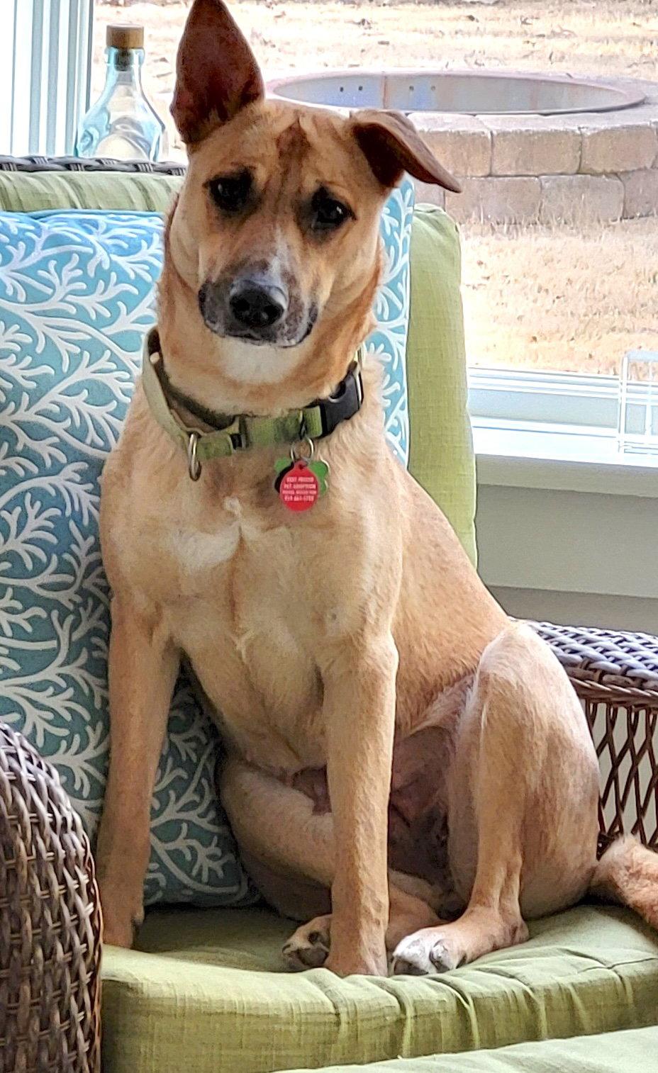 Enlarge Winnie, a Adoptable mixed breed in Cary, NC image 3/3
