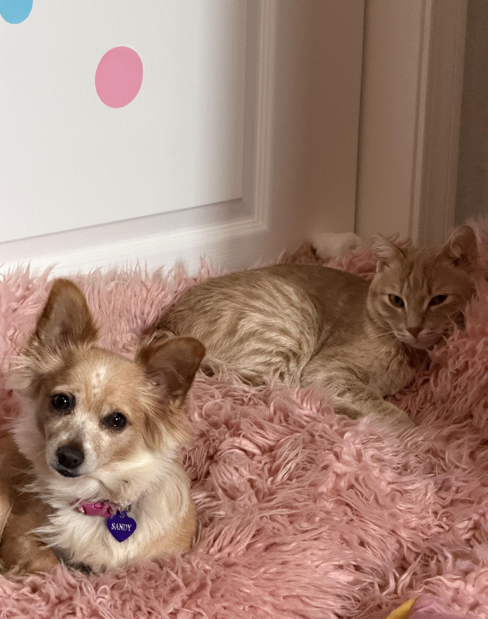 Naomi McGee, Adoptable, Young Female Chihuahua & Pomeranian.