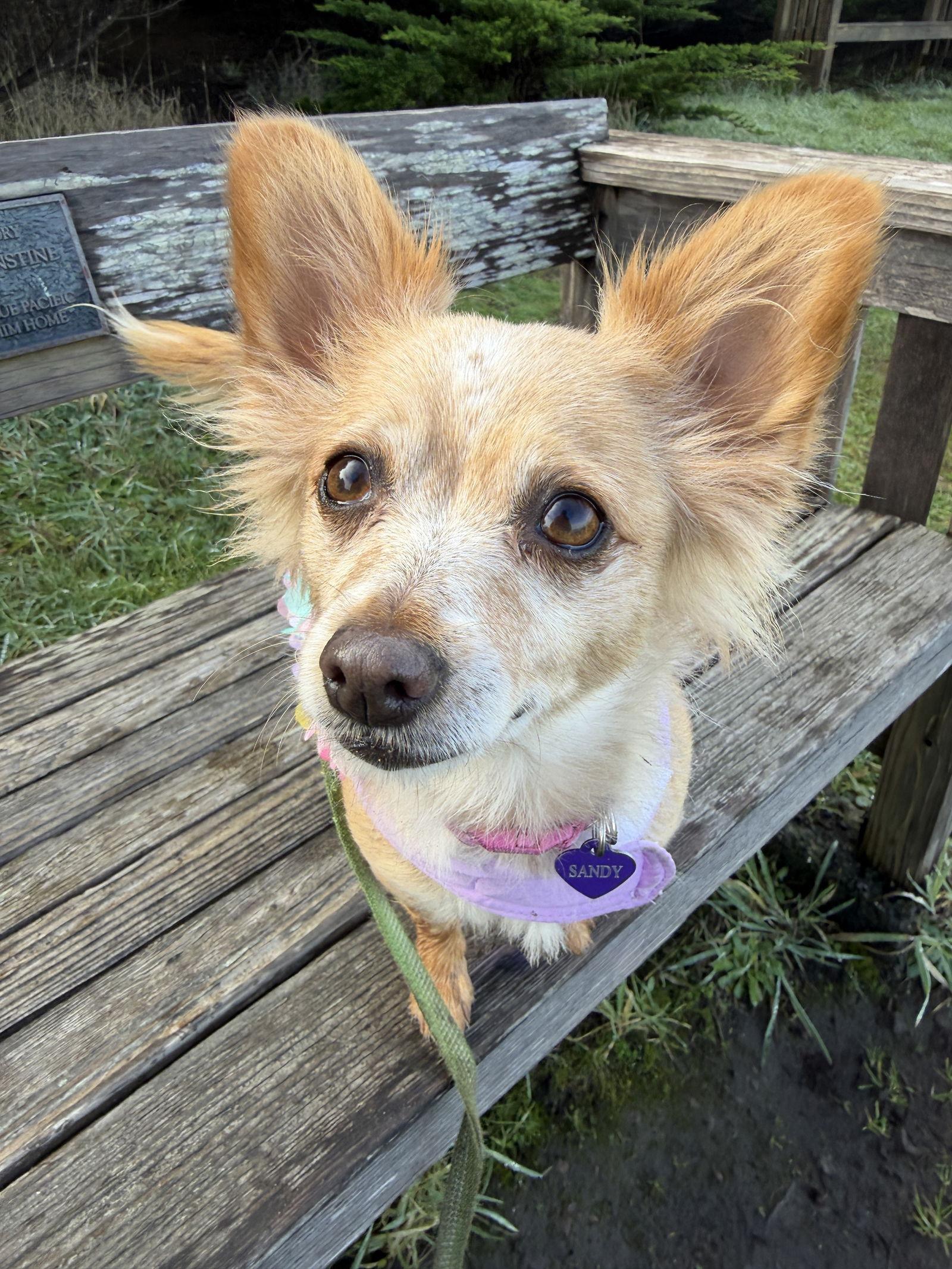 Enlarge Naomi McGee, a Adoptable mixed breed in San Francisco, CA image 2/3