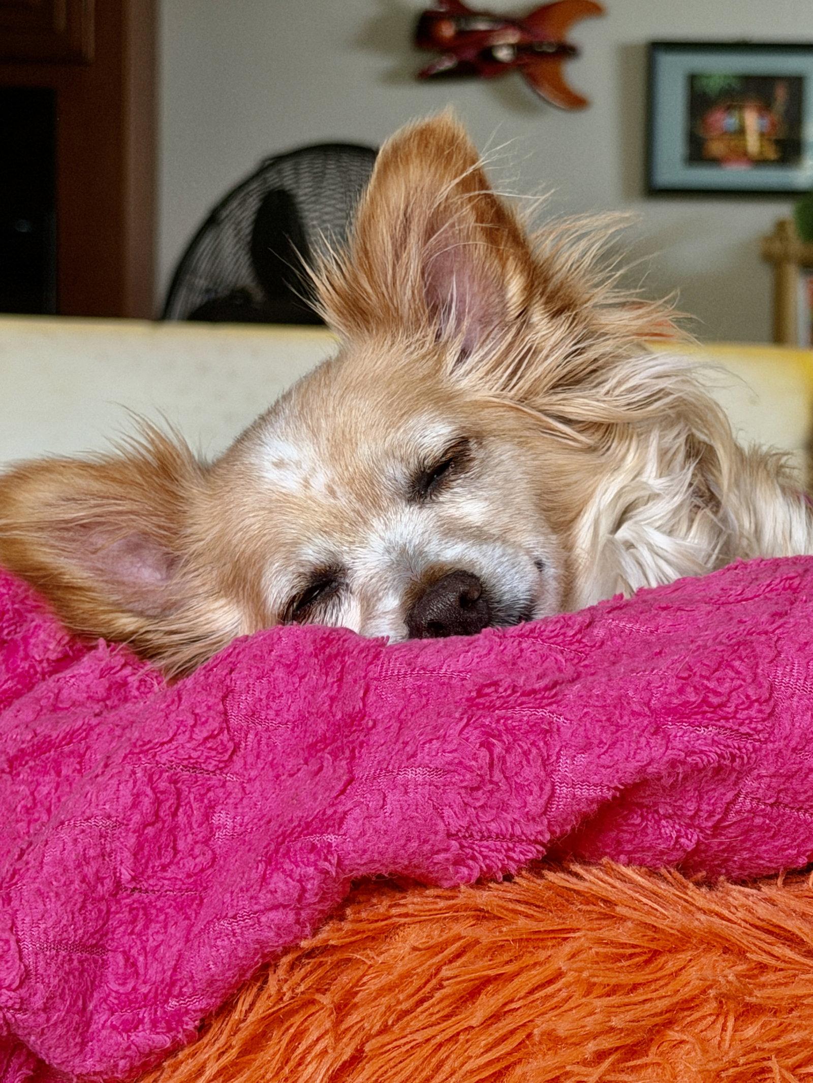 Naomi McGee, a Adoptable mixed breed in San Francisco, CA image 1/3