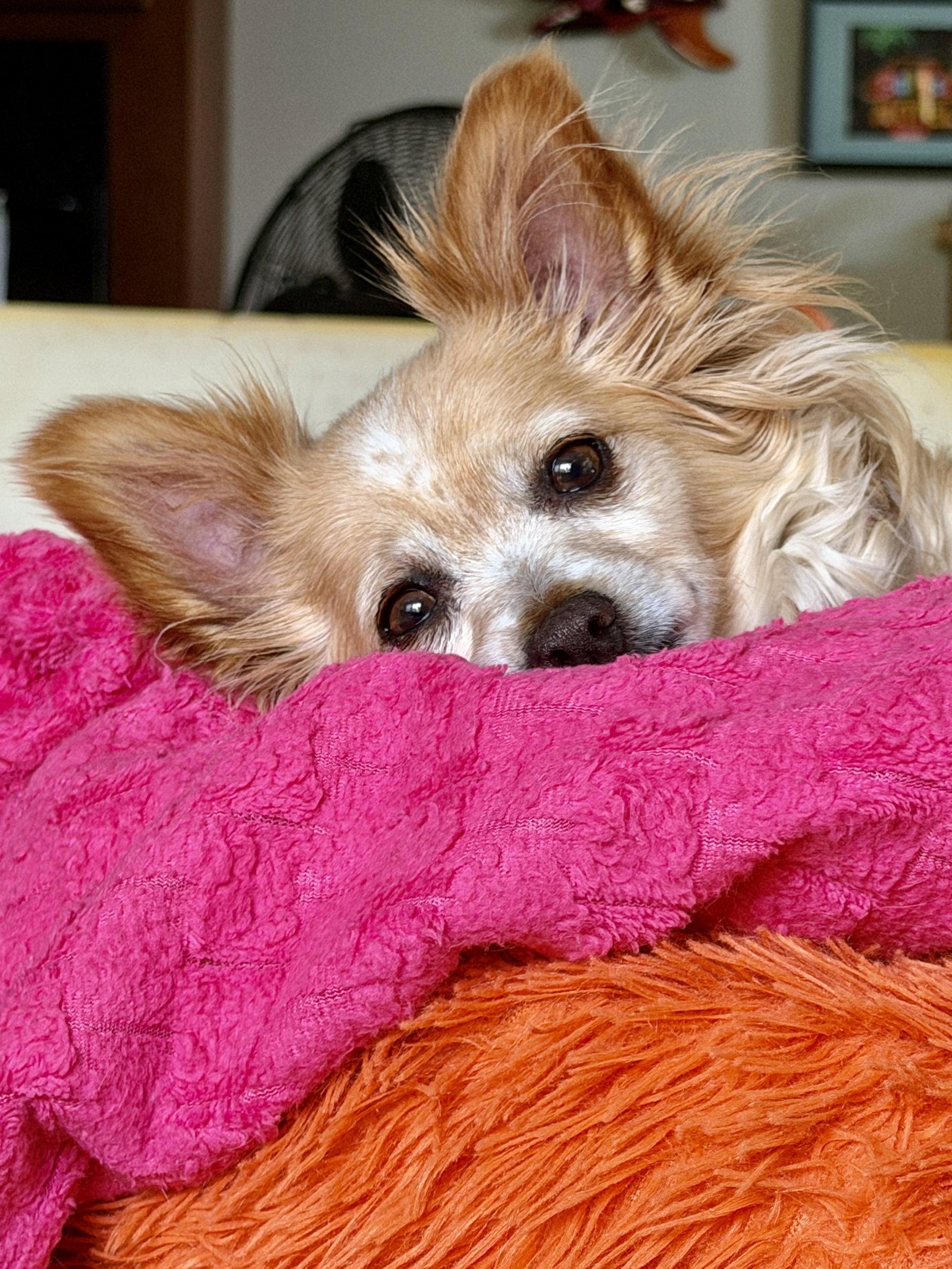Naomi McGee, a Adoptable mixed breed in San Francisco, CA image 2/3