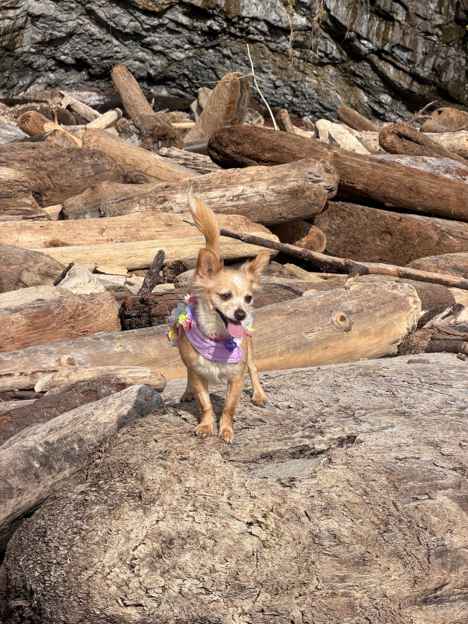 Enlarge Naomi McGee, a Adoptable mixed breed in San Francisco, CA image 3/3