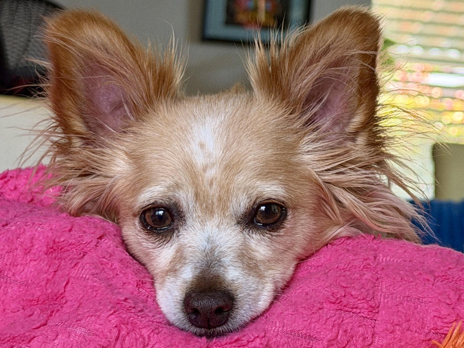 Naomi McGee, a Adoptable mixed breed in San Francisco, CA image 3/3