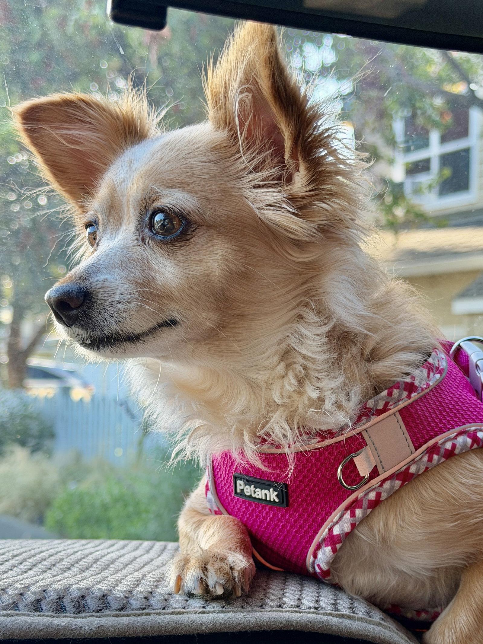 Enlarge Naomi McGee, a Adoptable mixed breed in San Francisco, CA image 3/3