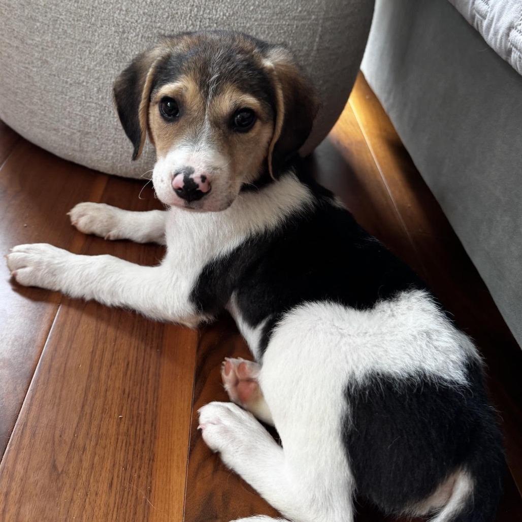 Enlarge Benji, a Adopted mixed breed in Stokesdale, NC image 2/3