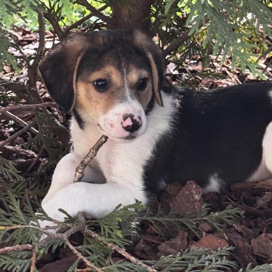 Enlarge Benji, a Adopted mixed breed in Stokesdale, NC image 1/3