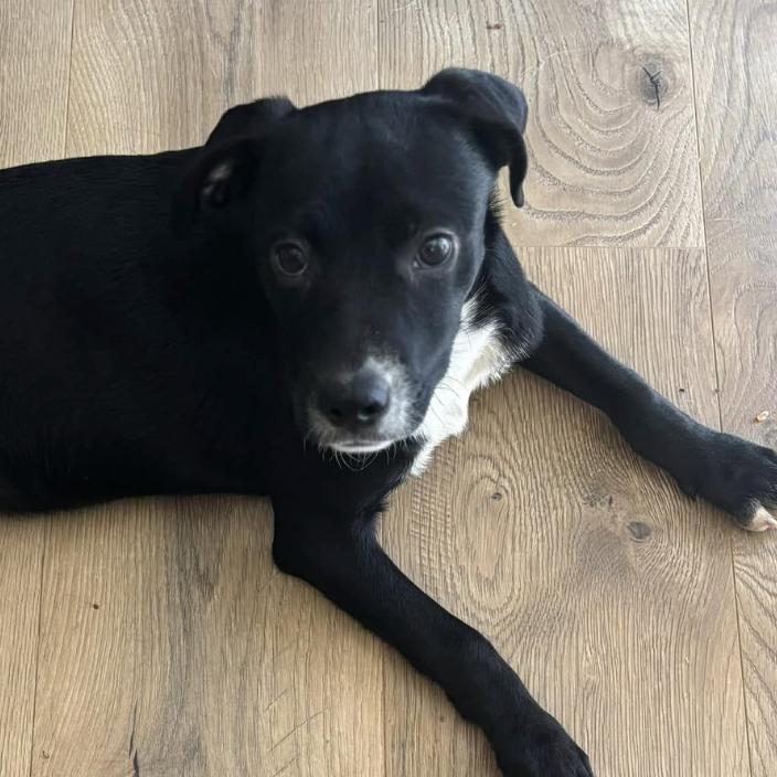 Leena, Adoptable, Puppy Female Mixed Breed.