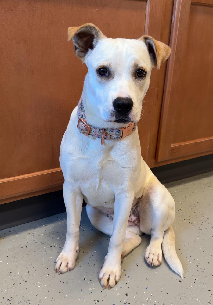 Enlarge VIOLET, a Adoptable mixed breed in Rochester, IN image 1/2