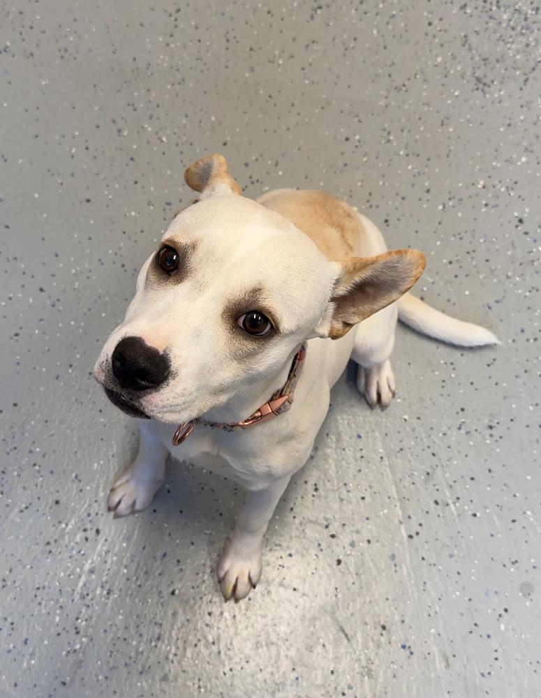 Enlarge VIOLET, a Adoptable mixed breed in Rochester, IN image 2/2