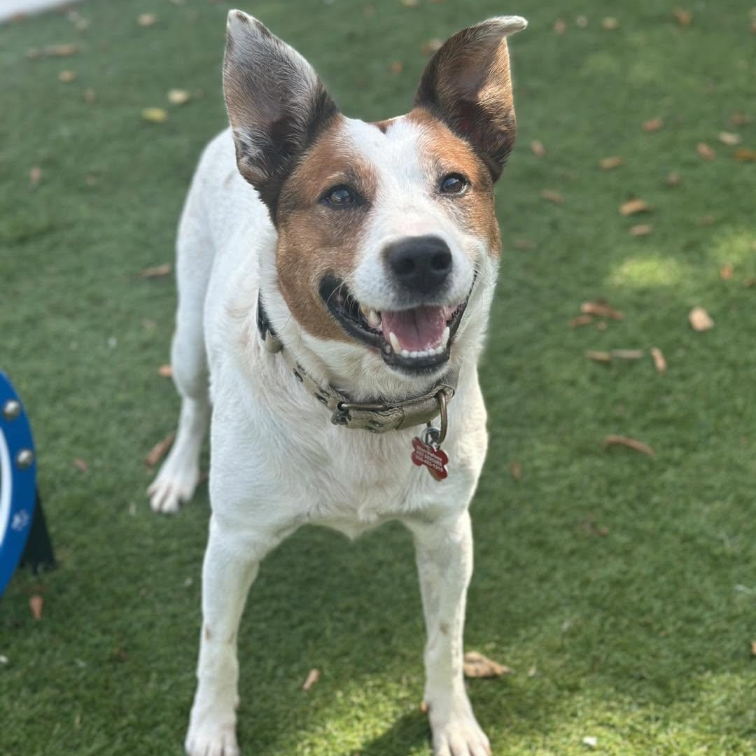 Scout, Adoptable, Adult Male Australian Cattle Dog / Blue Heeler.