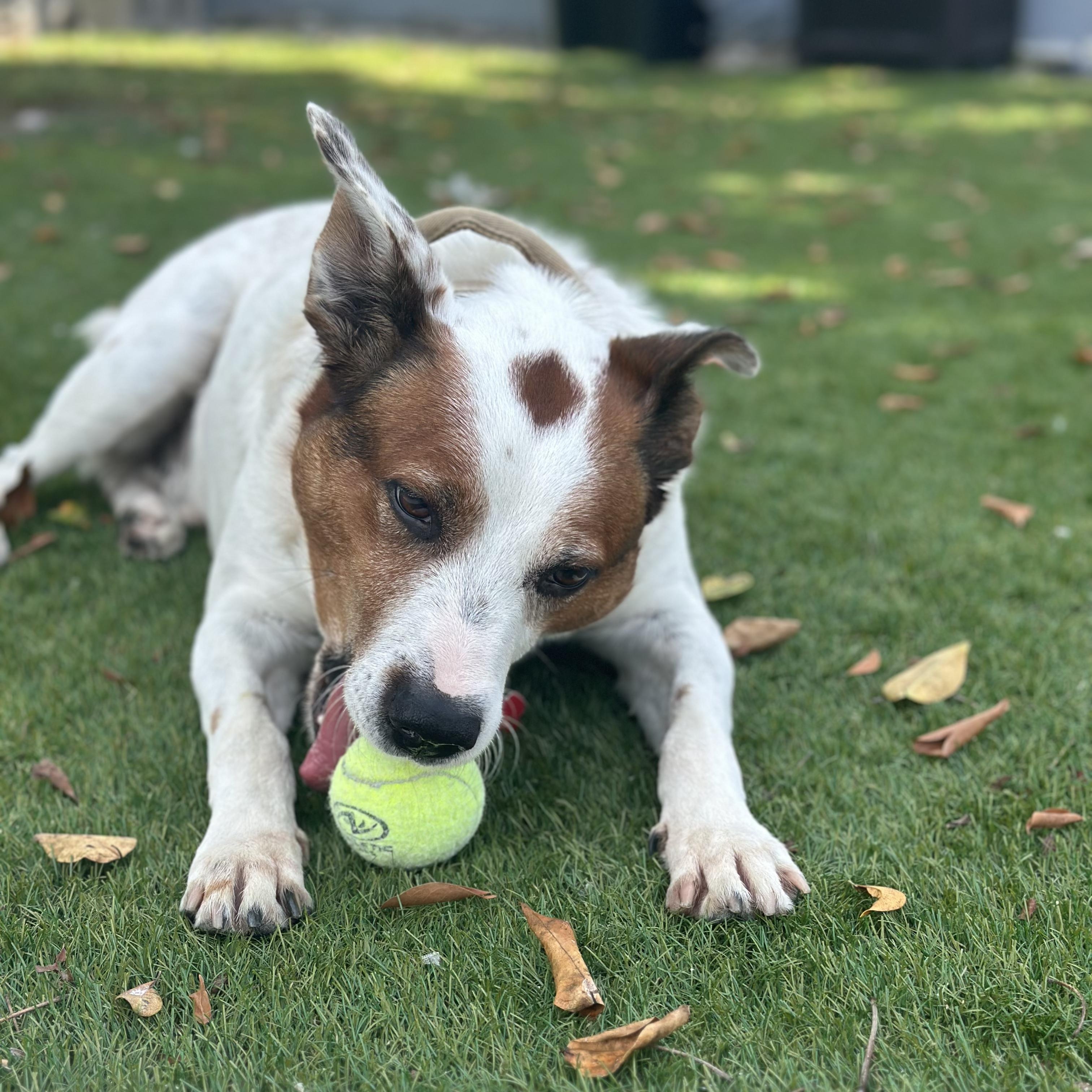 Enlarge Scout, a Adoptable Australian Cattle Dog / Blue Heeler in Key Largo, FL image 5/5