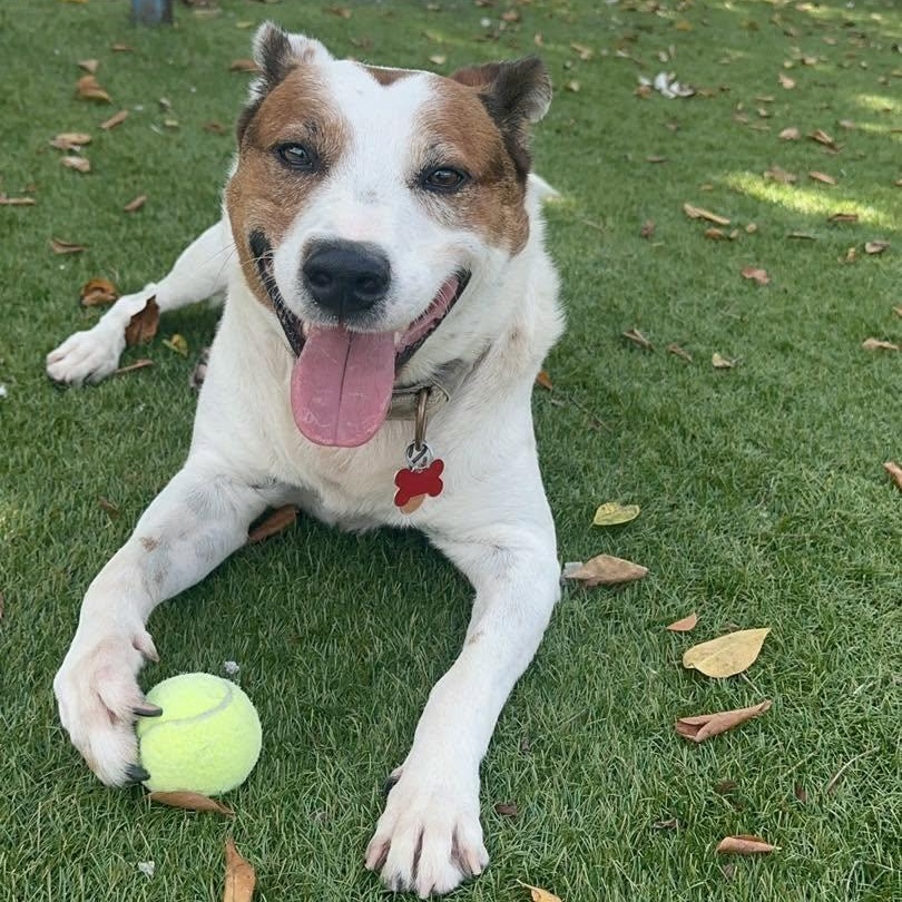 Enlarge Scout, a Adoptable Australian Cattle Dog / Blue Heeler in Key Largo, FL image 2/5