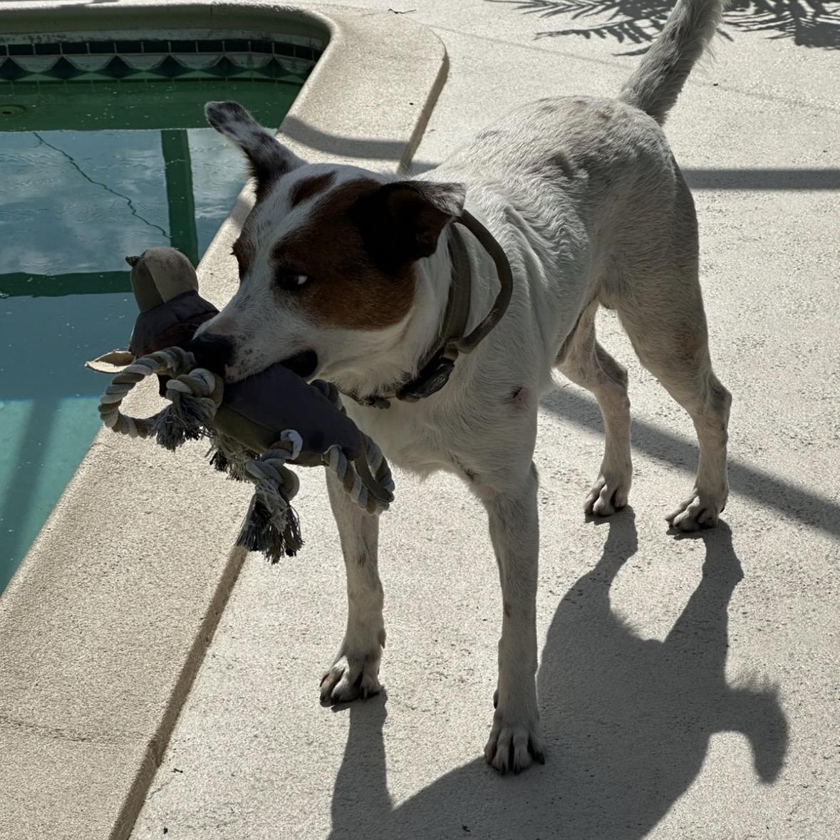 Enlarge Scout, a Adoptable Australian Cattle Dog / Blue Heeler in Key Largo, FL image 3/5