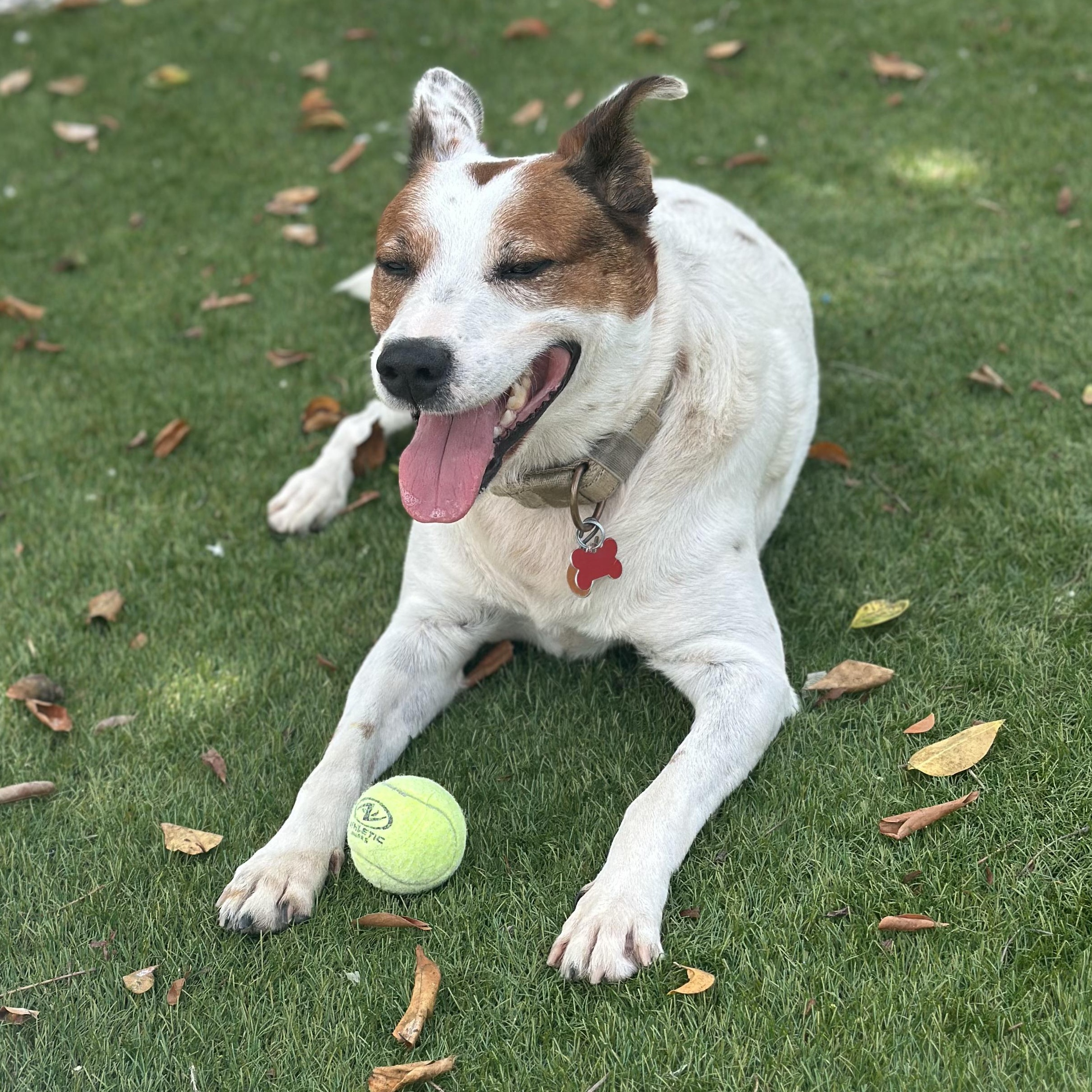 Enlarge Scout, a Adoptable Australian Cattle Dog / Blue Heeler in Key Largo, FL image 4/5