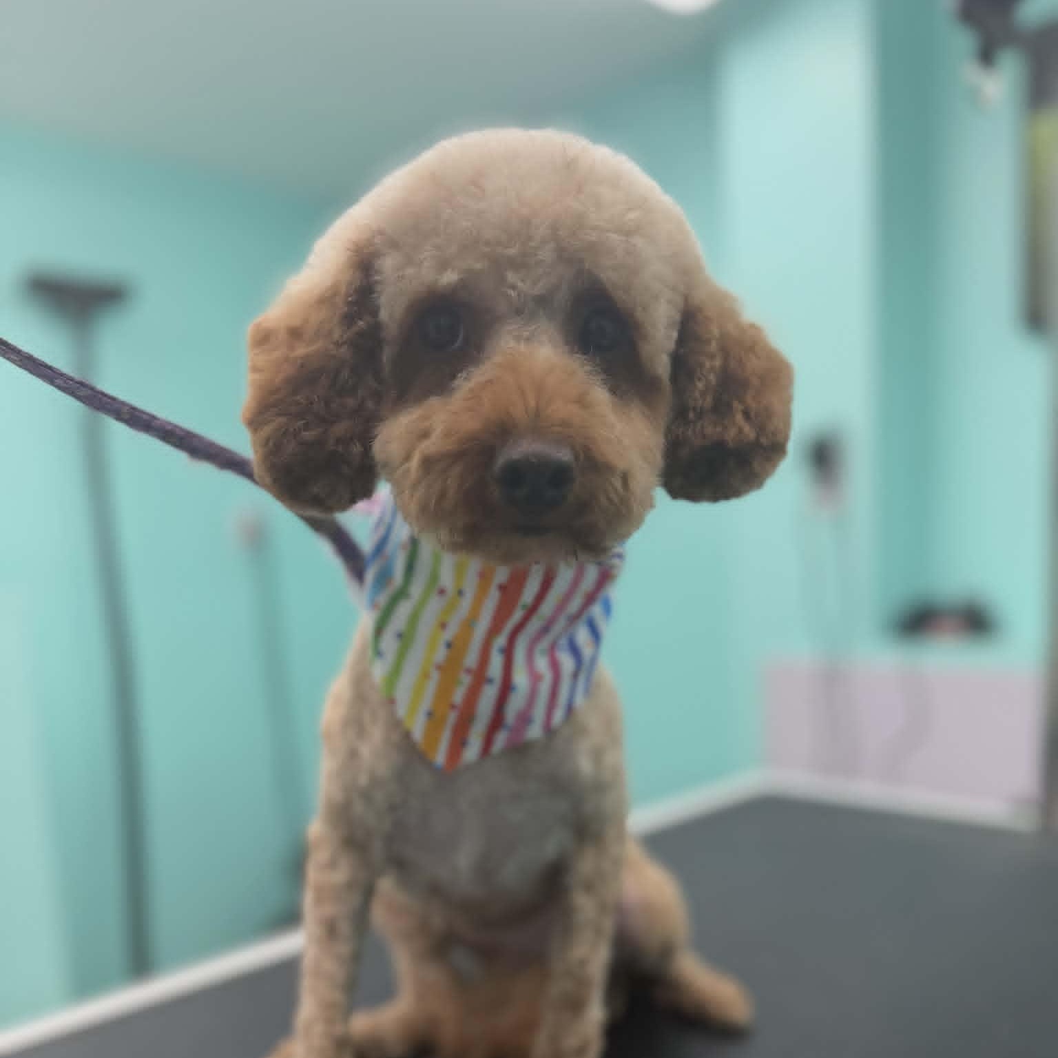 Lily, ADOPTABLE, Young Female Miniature Poodle.