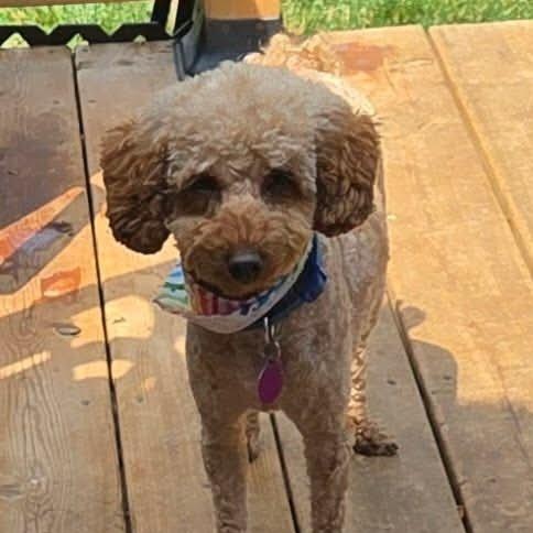 Enlarge Lily, a ADOPTABLE Miniature Poodle in St Thomas, ON image 2/3