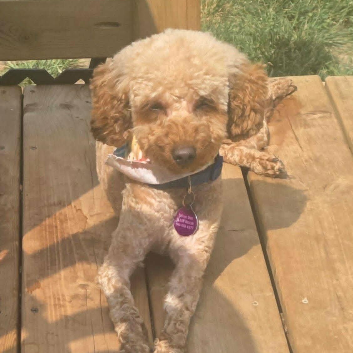Enlarge Lily, a ADOPTABLE Miniature Poodle in St Thomas, ON image 3/3