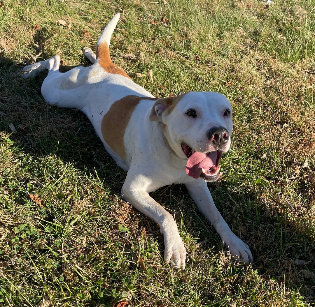 Bridget, Adoptable, Adult Female American Staffordshire Terrier.