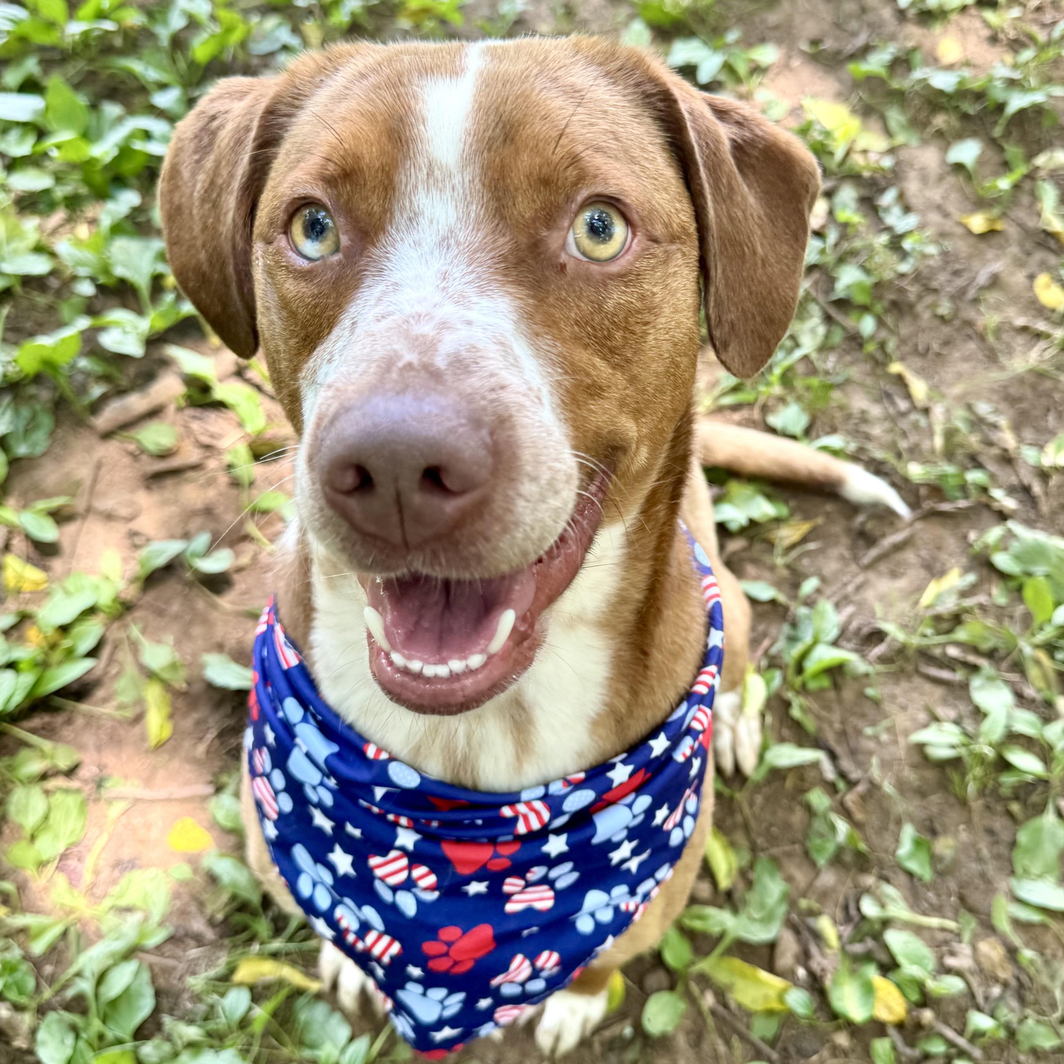 Enlarge Rambo, a Adopted mixed breed in Loudon, TN image 1/6