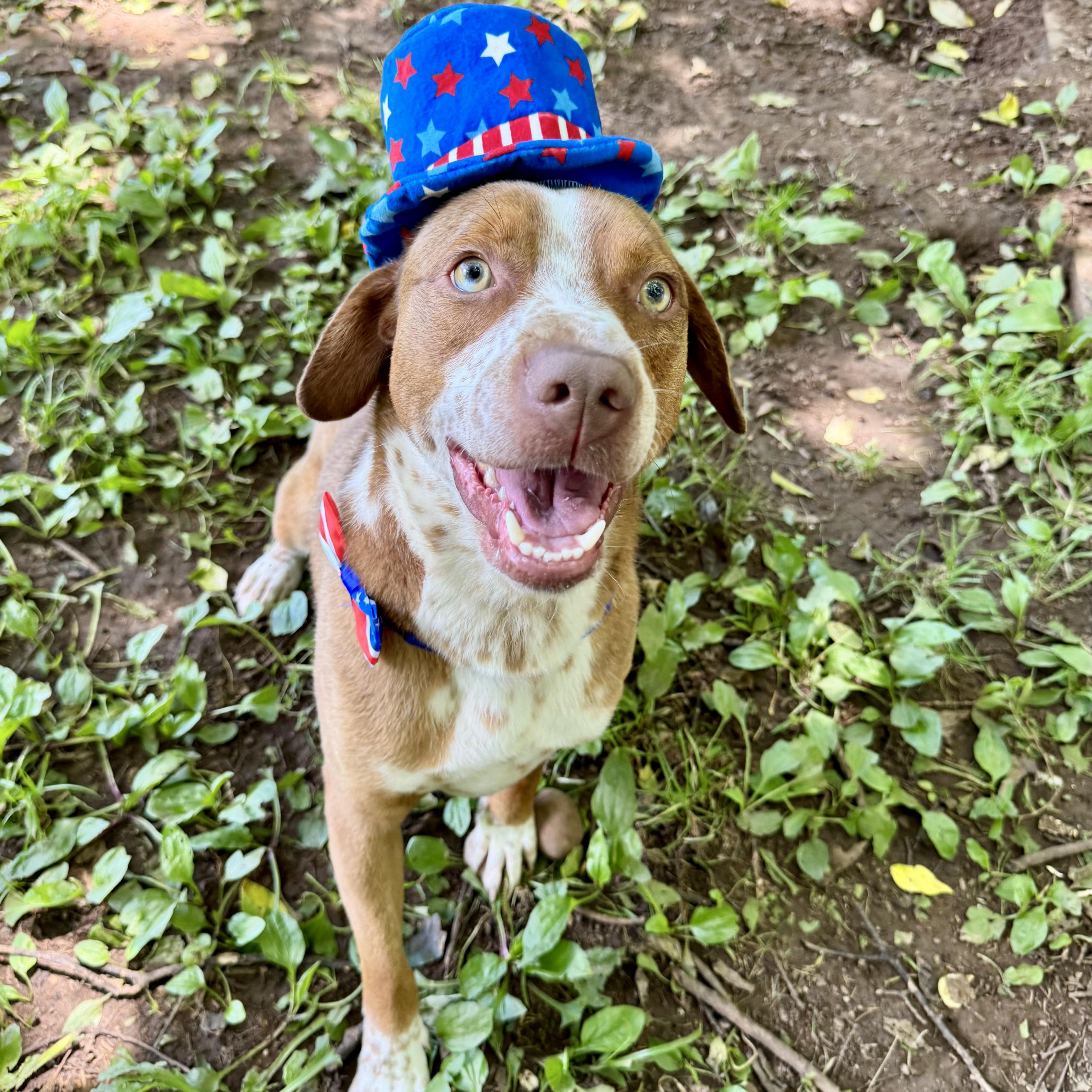 Enlarge Rambo, a Adopted mixed breed in Loudon, TN image 2/6