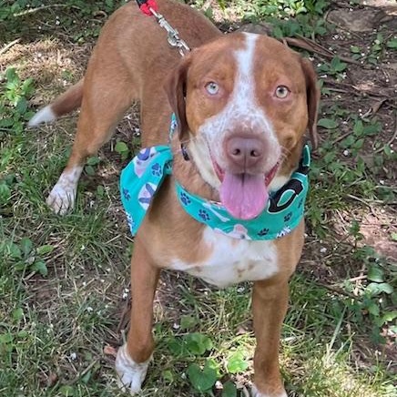 Enlarge Rambo, a Adopted mixed breed in Loudon, TN image 4/6