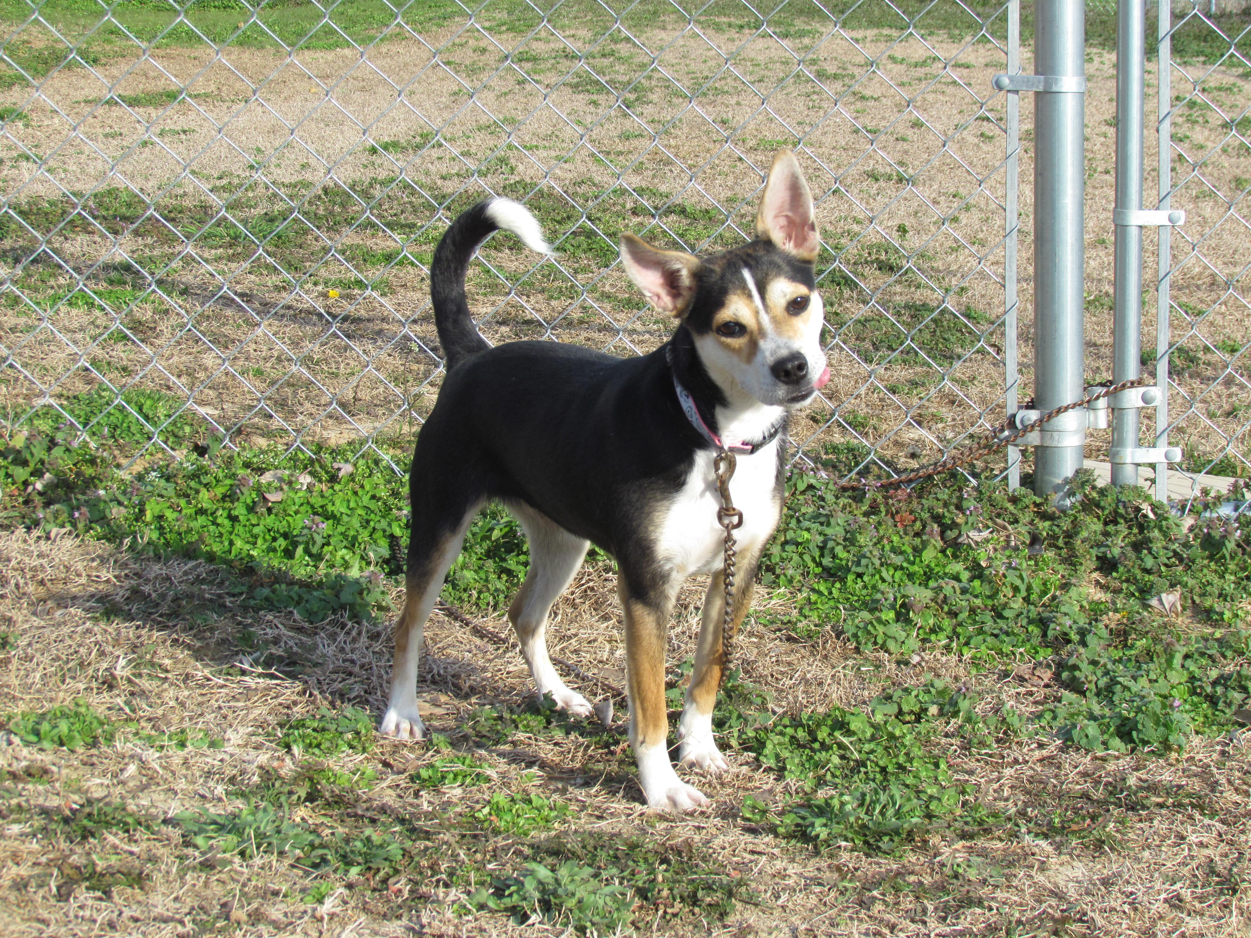Enlarge DHARMA, a ADOPTABLE mixed breed in Southington, CT image 3/6