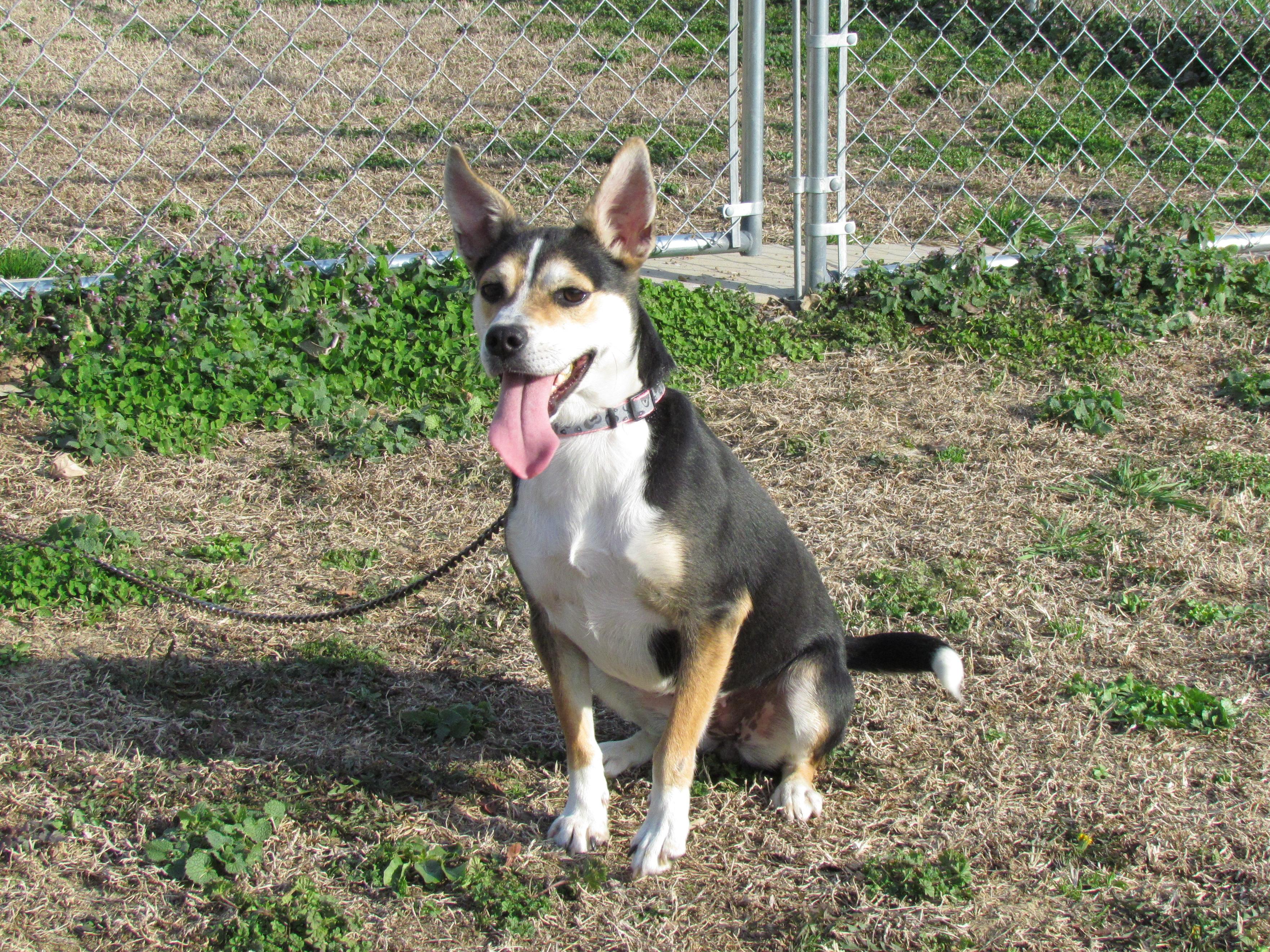 Enlarge DHARMA, a ADOPTABLE mixed breed in Southington, CT image 4/6