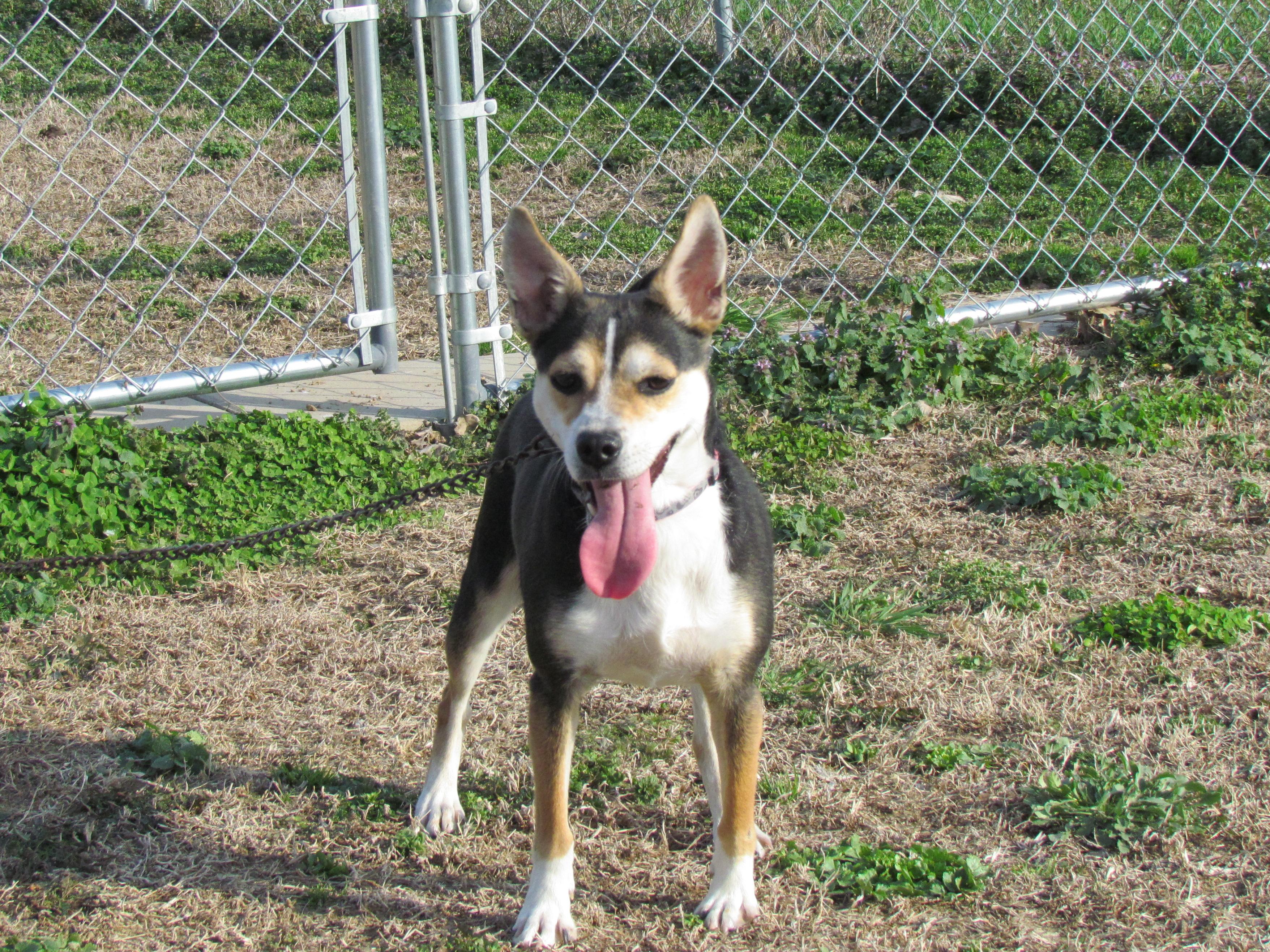 Enlarge DHARMA, a ADOPTABLE mixed breed in Southington, CT image 5/6