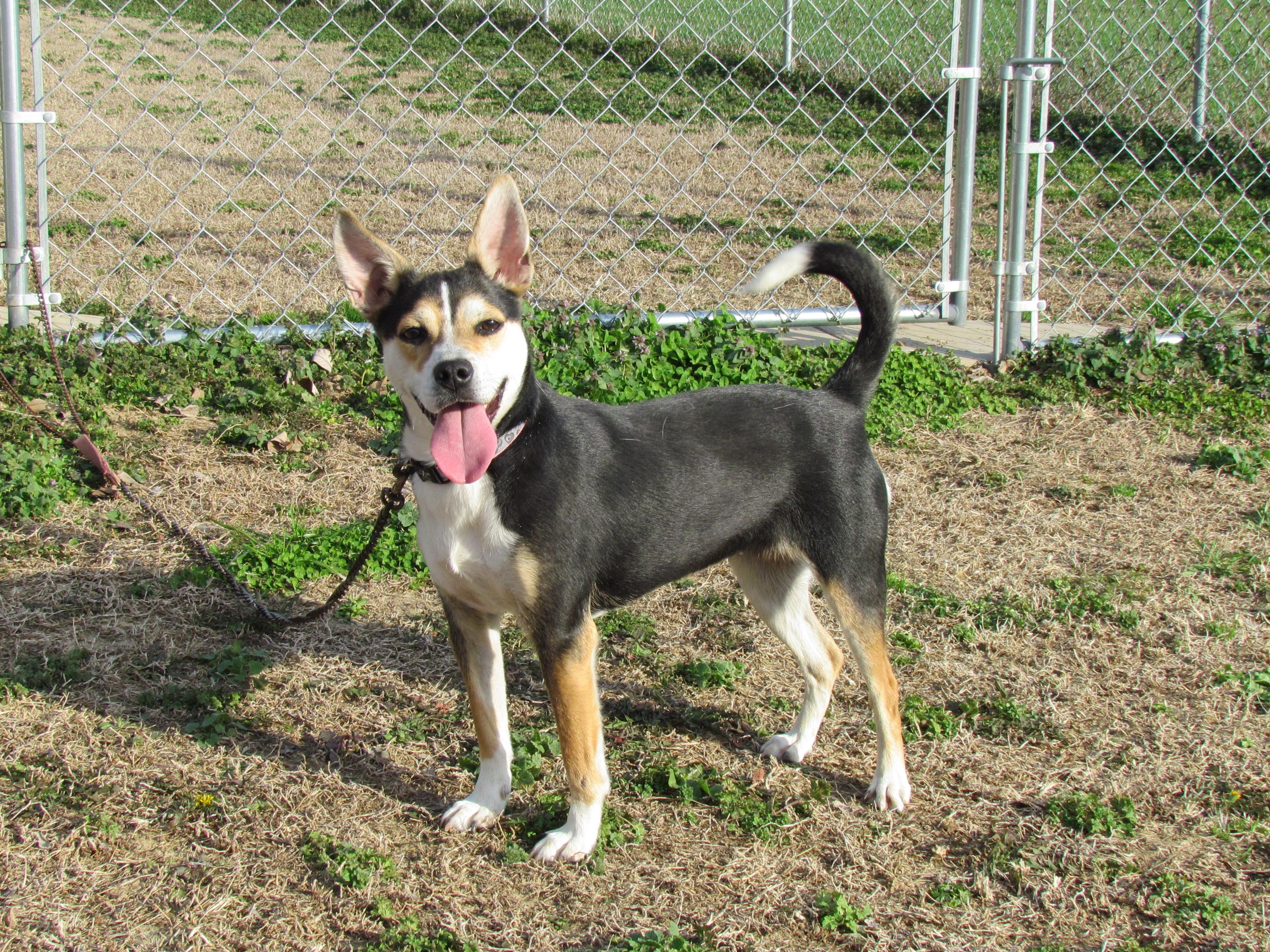 Enlarge DHARMA, a ADOPTABLE mixed breed in Southington, CT image 6/6