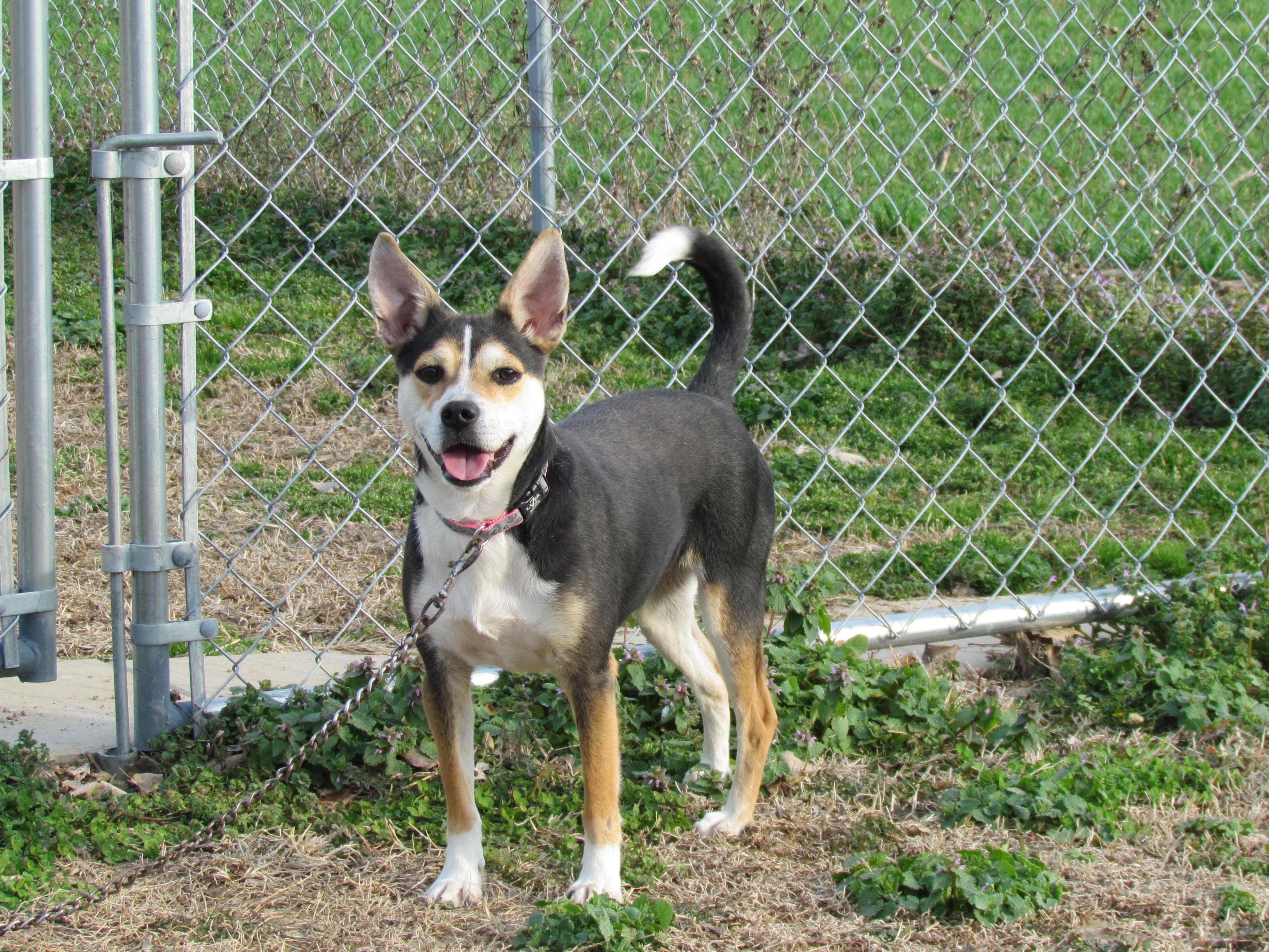 Enlarge DHARMA, a ADOPTABLE mixed breed in Southington, CT image 1/6
