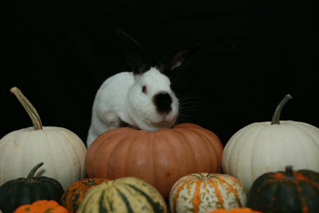 Cosmo (Bonded with Wanda) 1