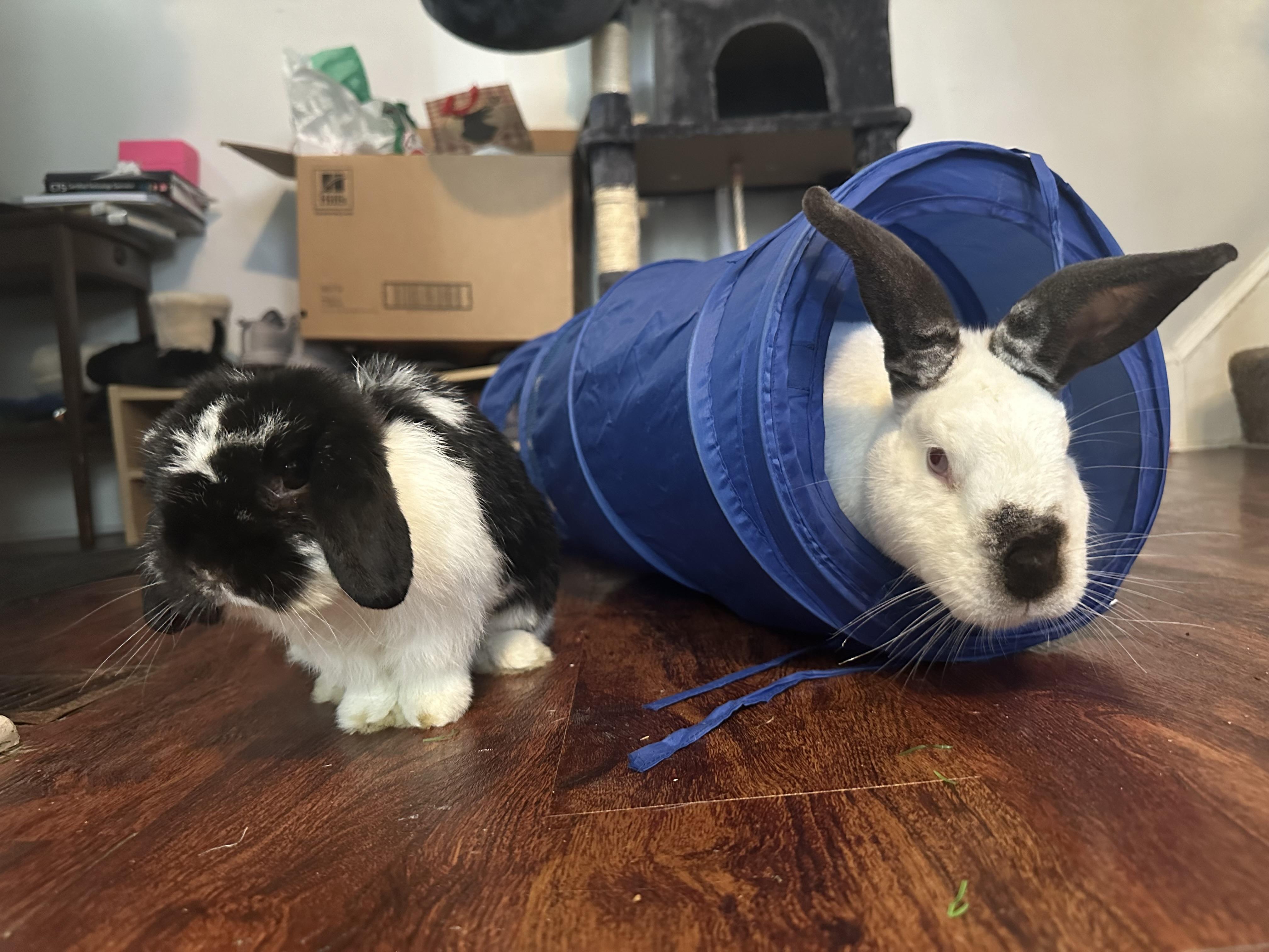 Cosmo (Bonded with Wanda) 5