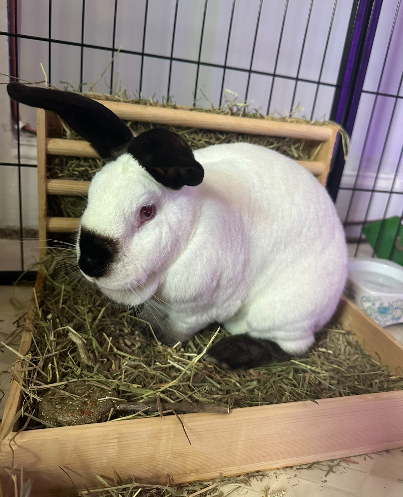 Cosmo (Bonded with Wanda) 2