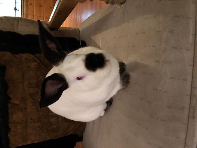 Cosmo (Bonded with Wanda) 3