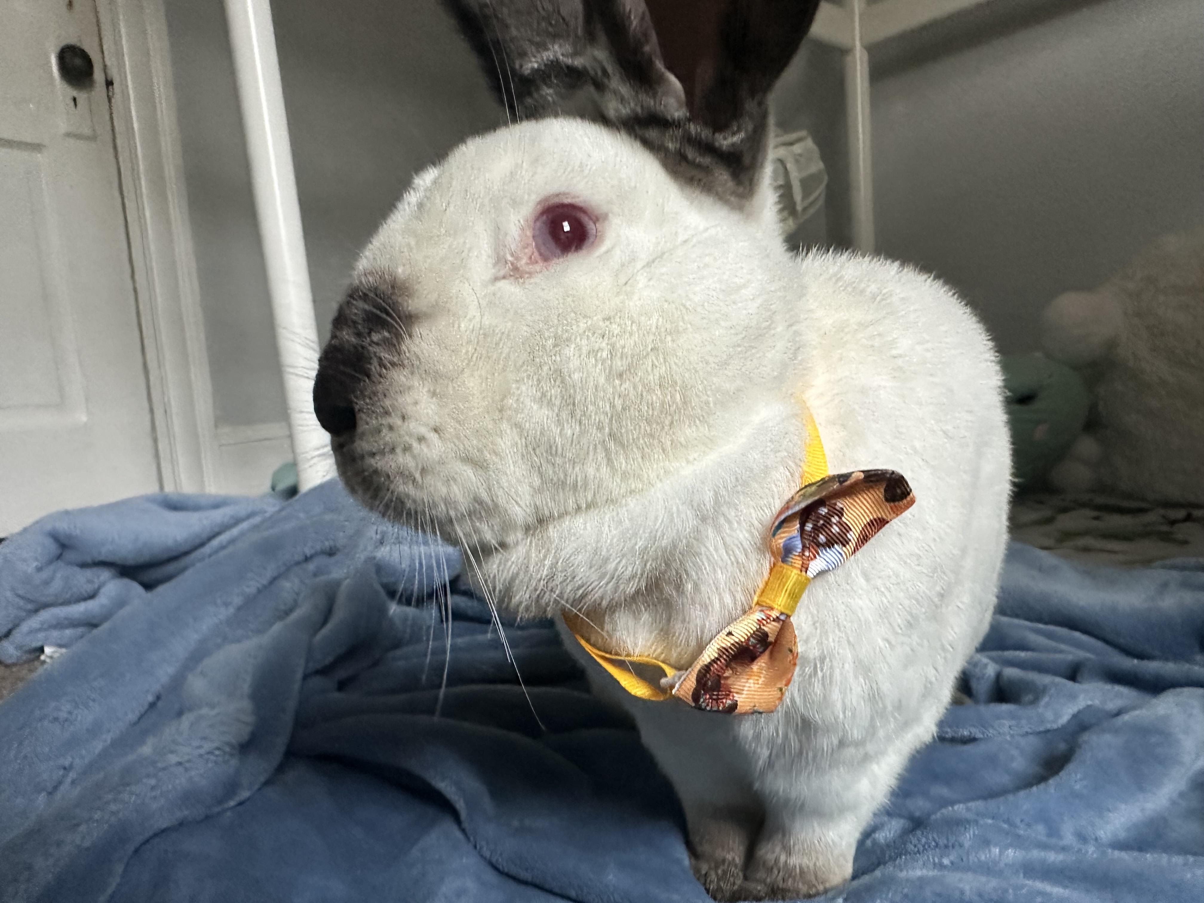 Cosmo (Bonded with Wanda) 4