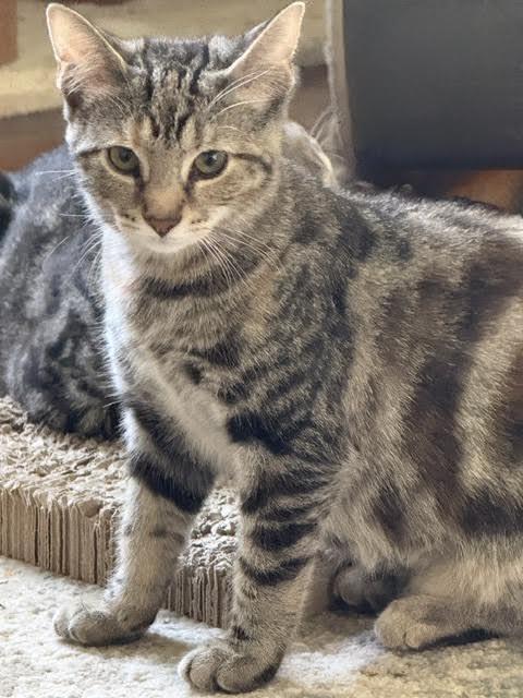 Maple, Adoptable, Kitten Female Domestic Short Hair.