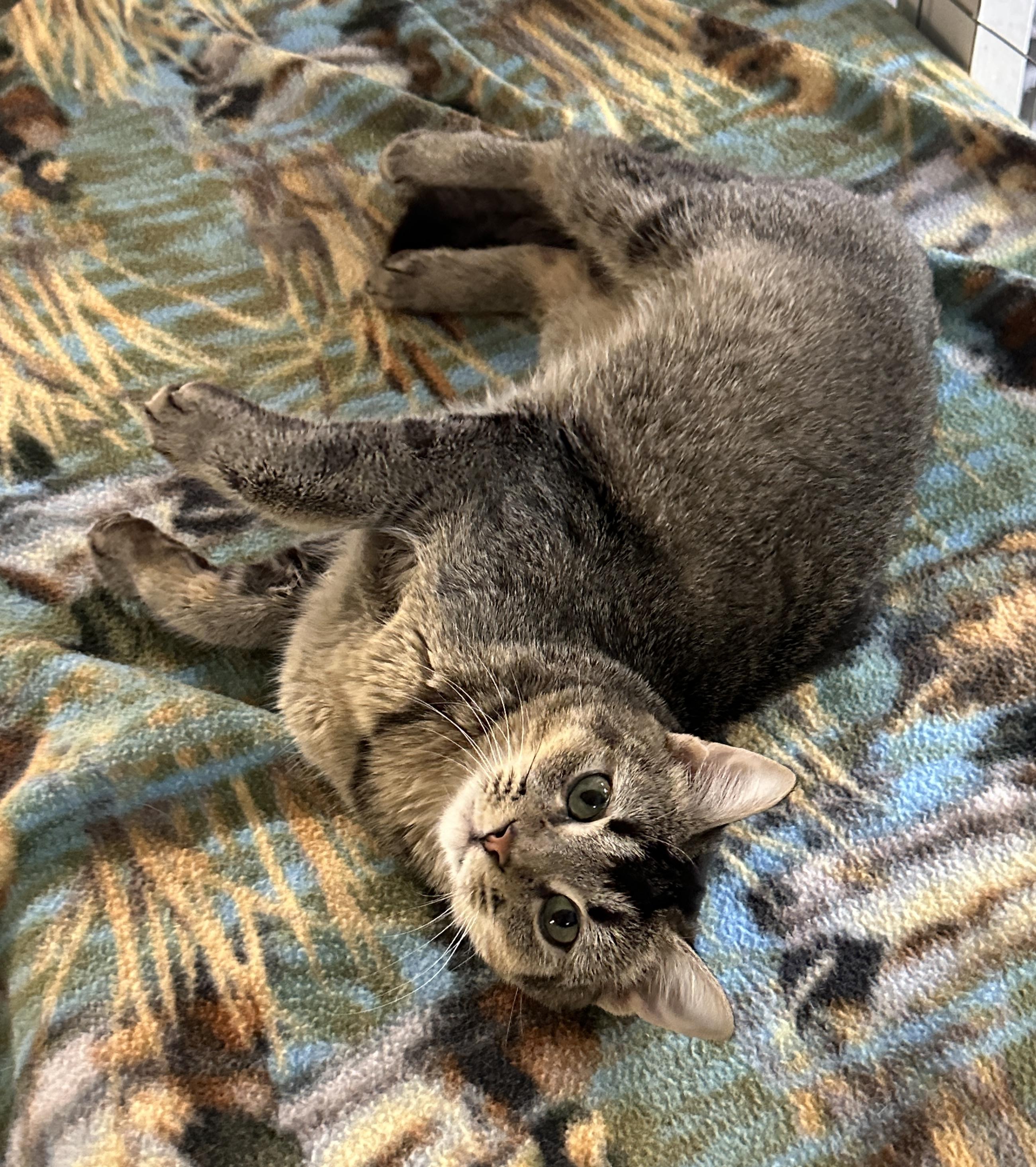 Sprite, Young Female Domestic Short Hair