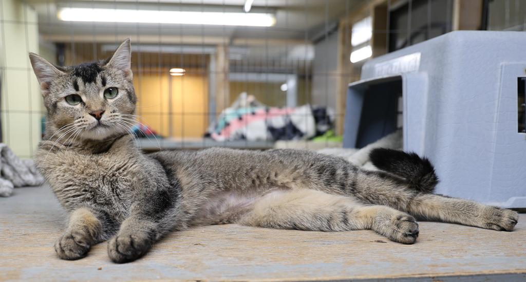 Sprite-Asthma, a Adoptable mixed breed in Anchorage, AK image 6/6