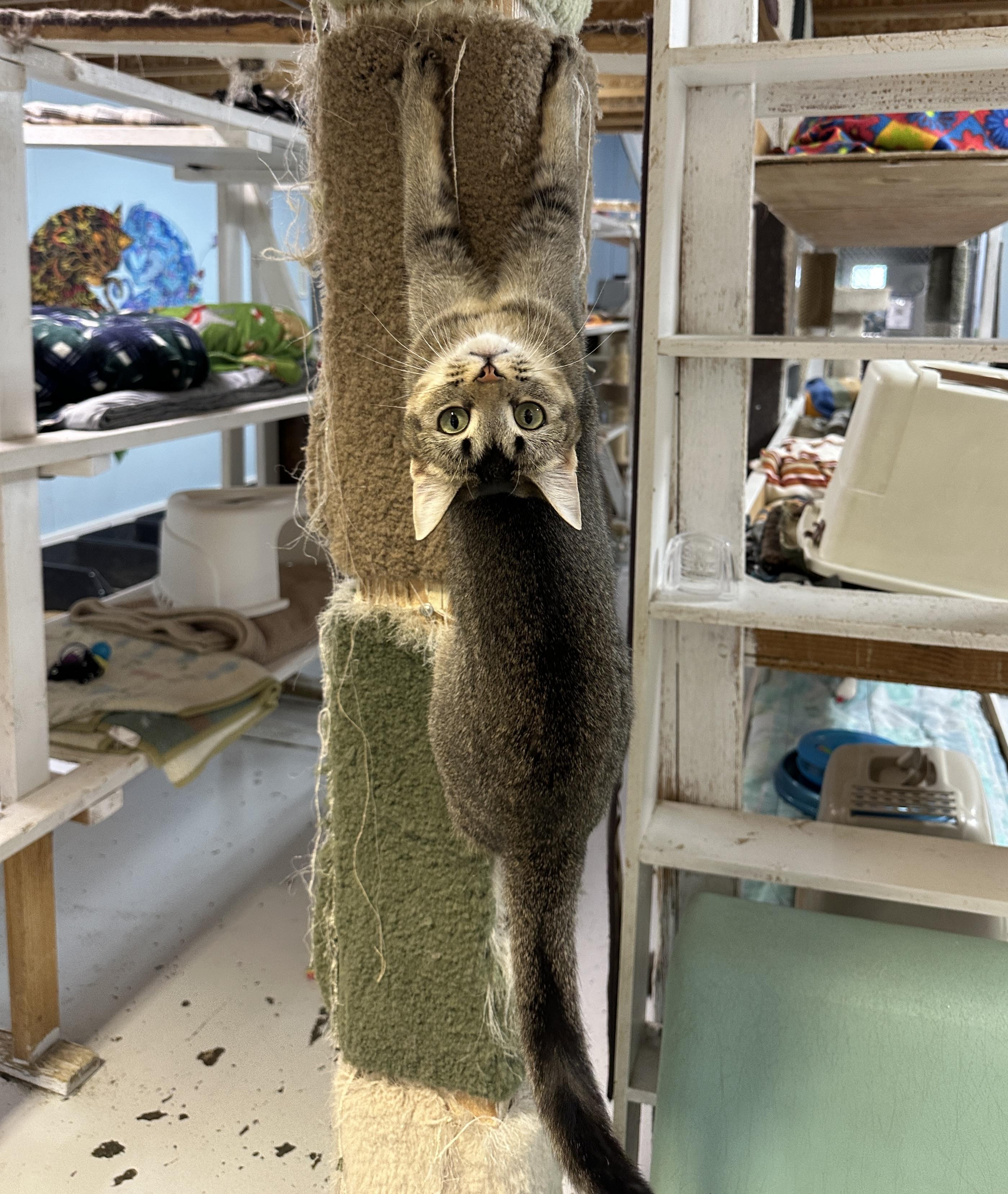 Enlarge Sprite-Asthma, a Adoptable mixed breed in Anchorage, AK image 1/6