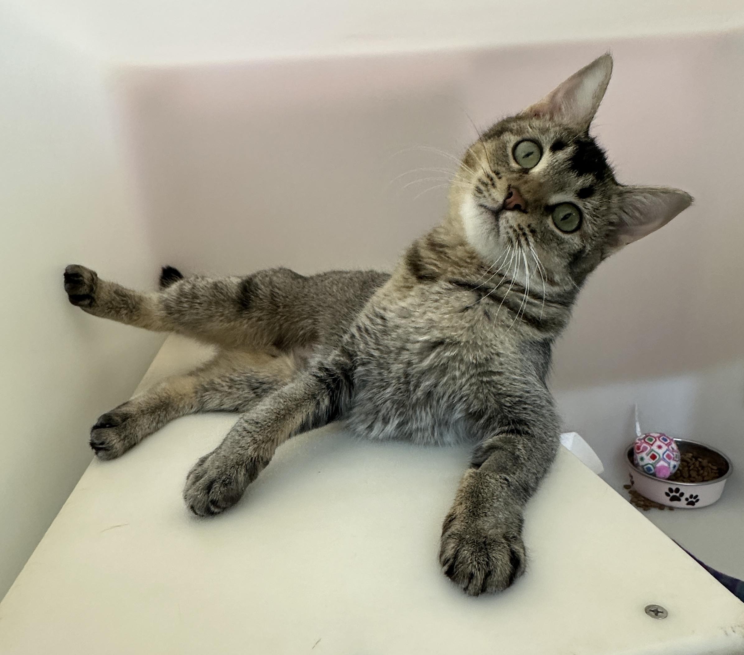 Sprite-Asthma, a Adoptable mixed breed in Anchorage, AK image 4/6