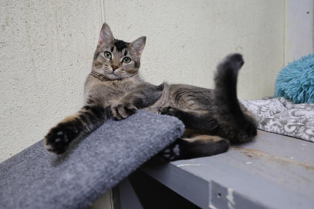 Sprite-Asthma, a Adoptable mixed breed in Anchorage, AK image 5/6