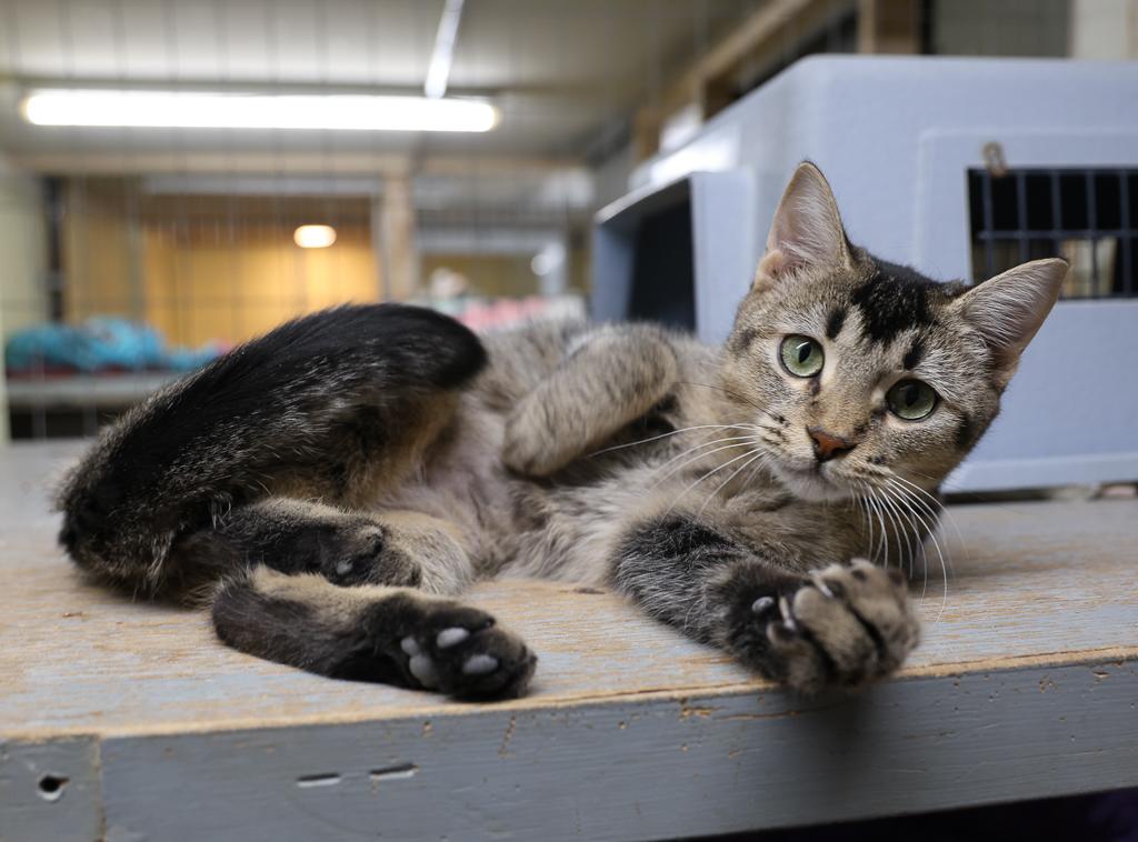 Sprite-Asthma, a Adoptable mixed breed in Anchorage, AK image 3/6