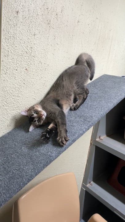 Enlarge Sprite-Asthma, a Adoptable mixed breed in Anchorage, AK video 2/6