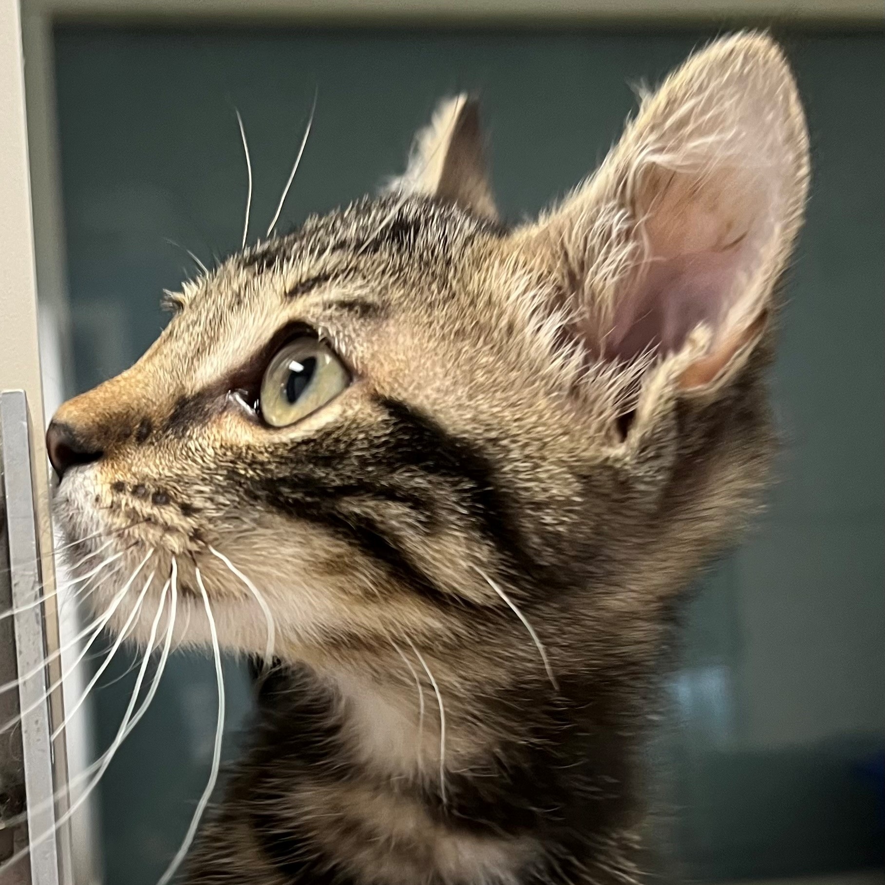 Cat for adoption Cumulus (Foster to Adopt), a Domestic Short Hair Mix