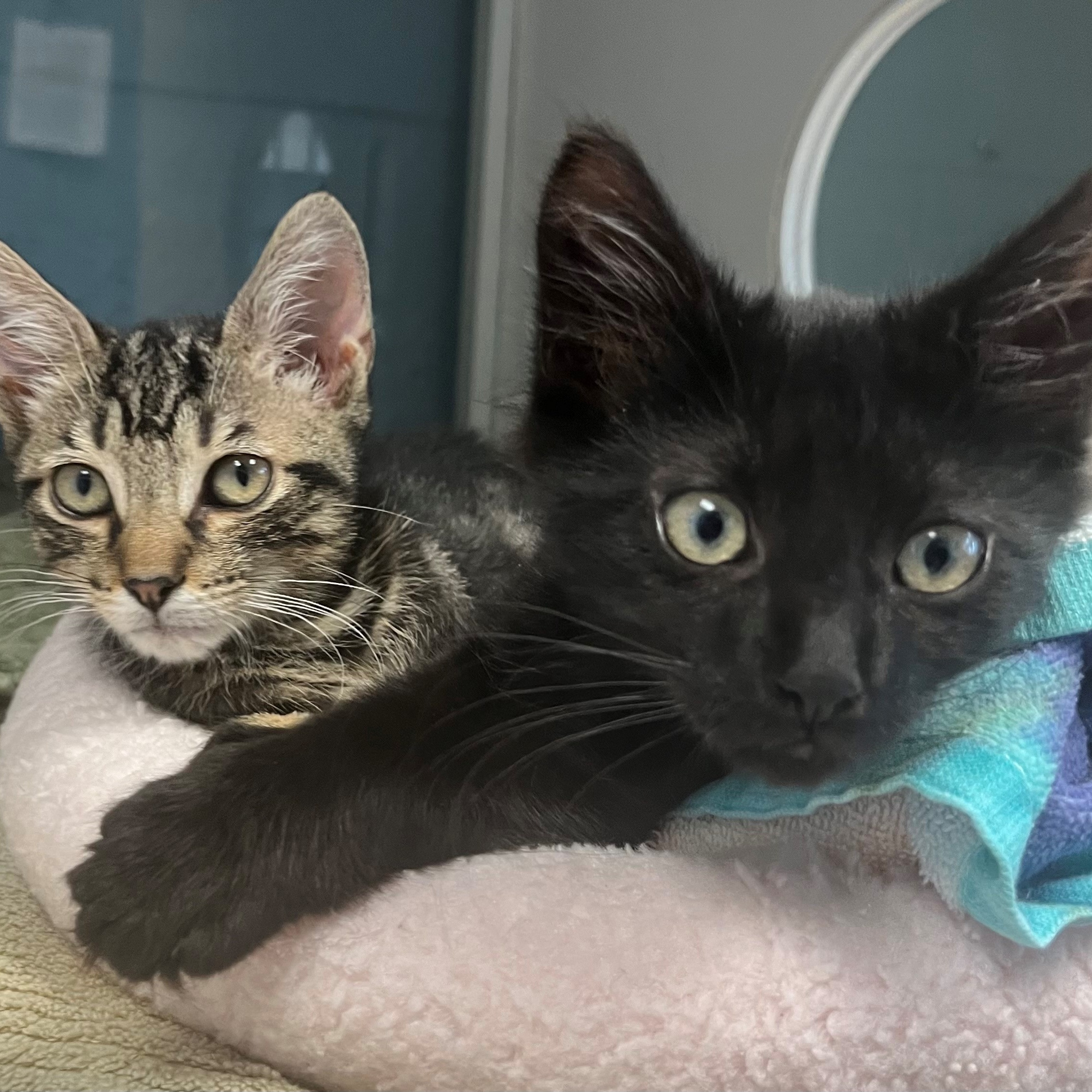 Cat for adoption Cumulus (Foster to Adopt), a Domestic Short Hair Mix